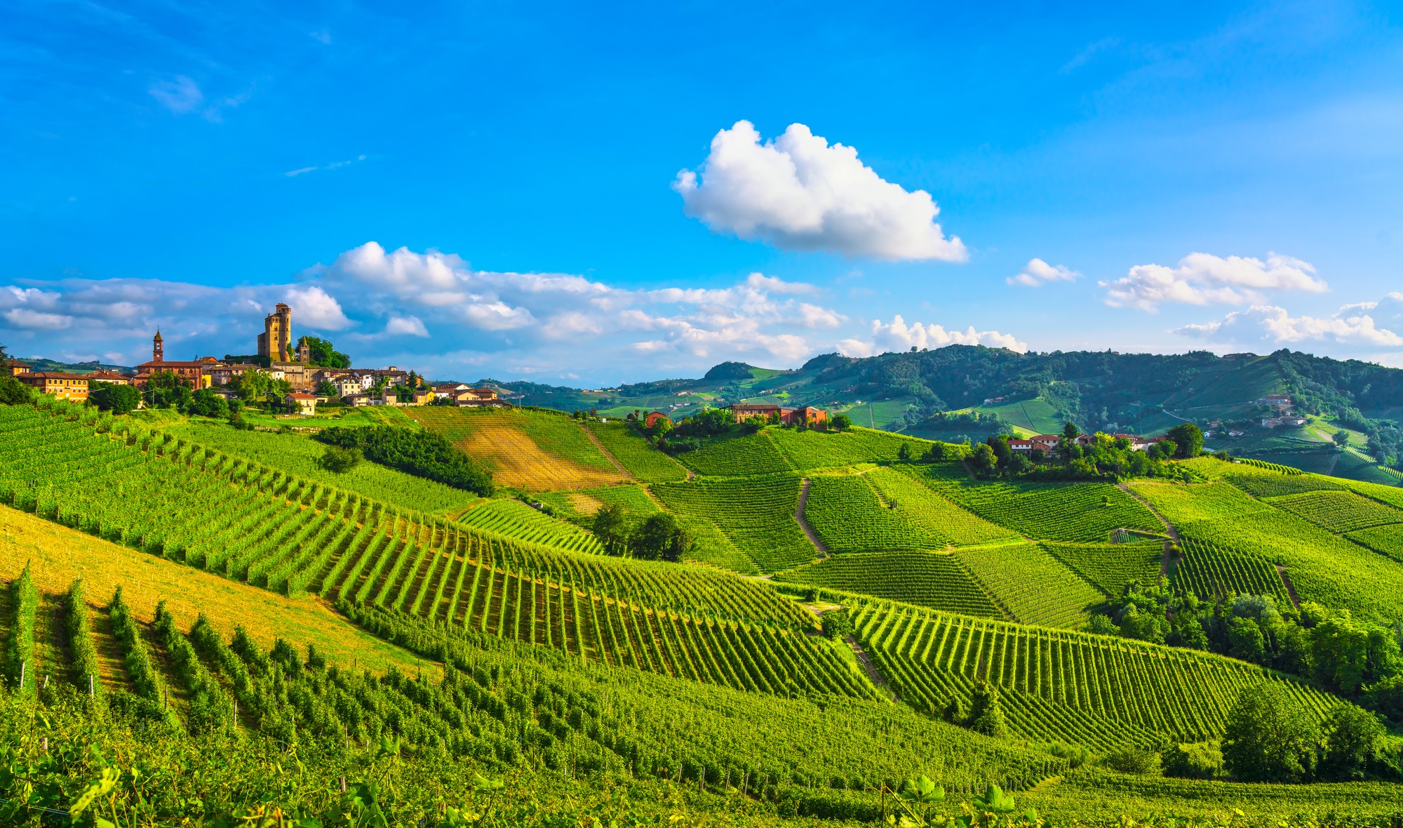 international wine oenophile