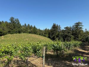 byington vineyard winery grape vines