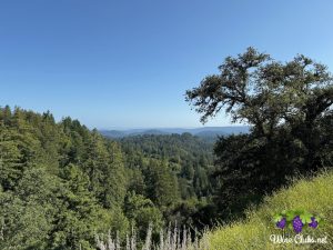 byington vineyard winery ocean view
