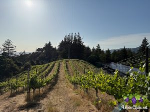 byington winery vineyard hillside