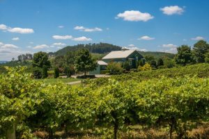nc green creek winery