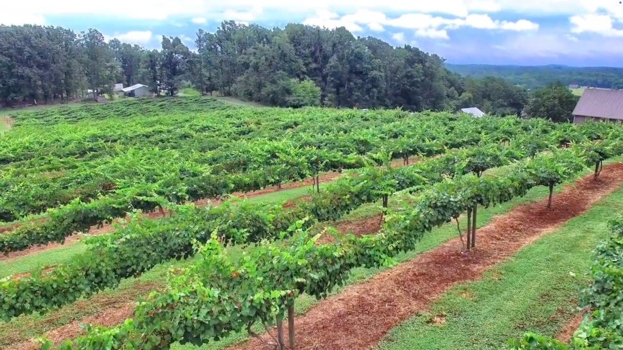 native son winery